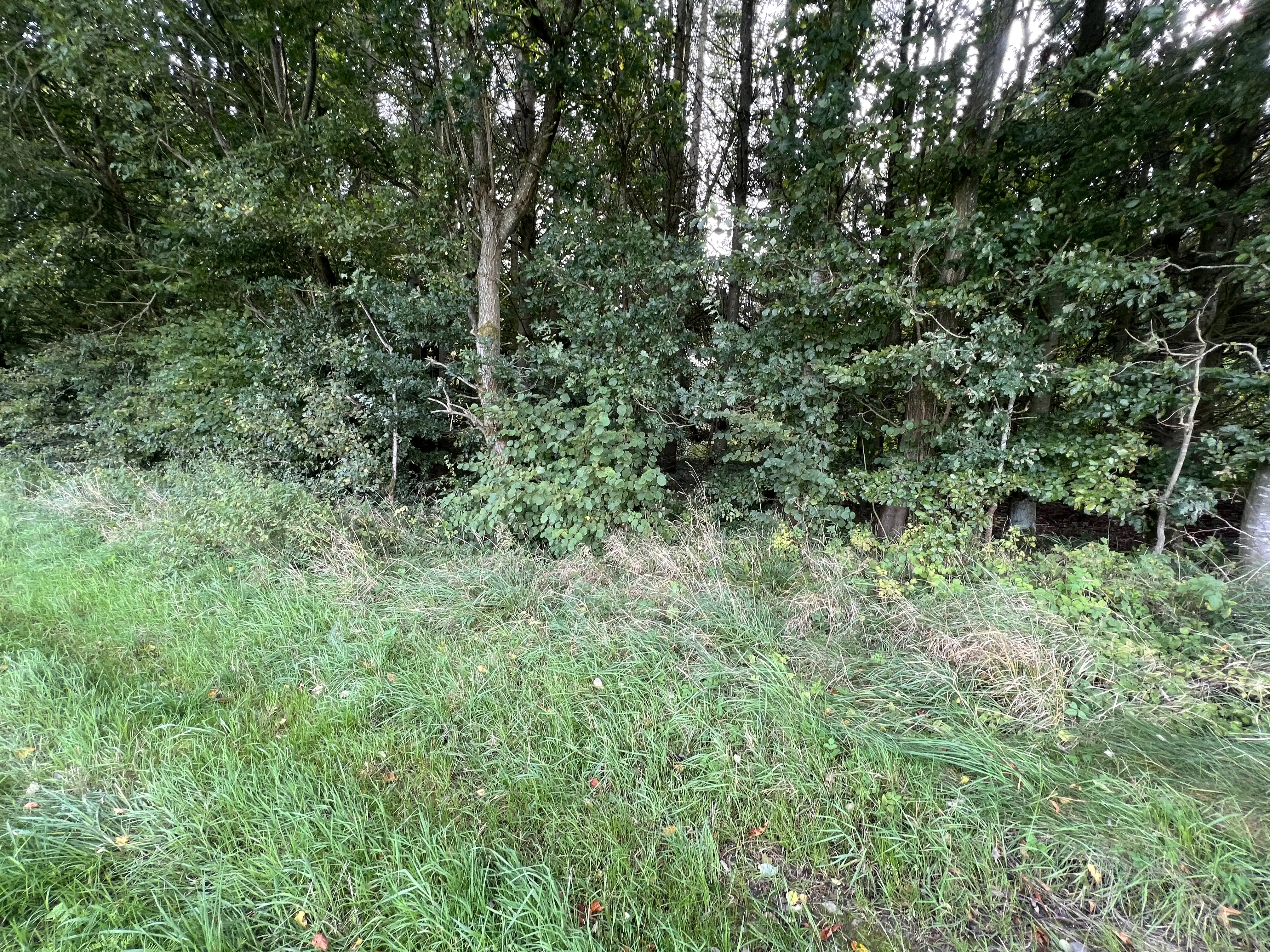 Billede af Dallerup Skov Trinbræt - Trinbræt er nedrevet, men Dallerup Skov Trinbræt har ligget her. Billede af Dallerup Skov Trinbræt - Trinbræt er nedrevet, men Dallerup Skov Trinbræt har ligget her.